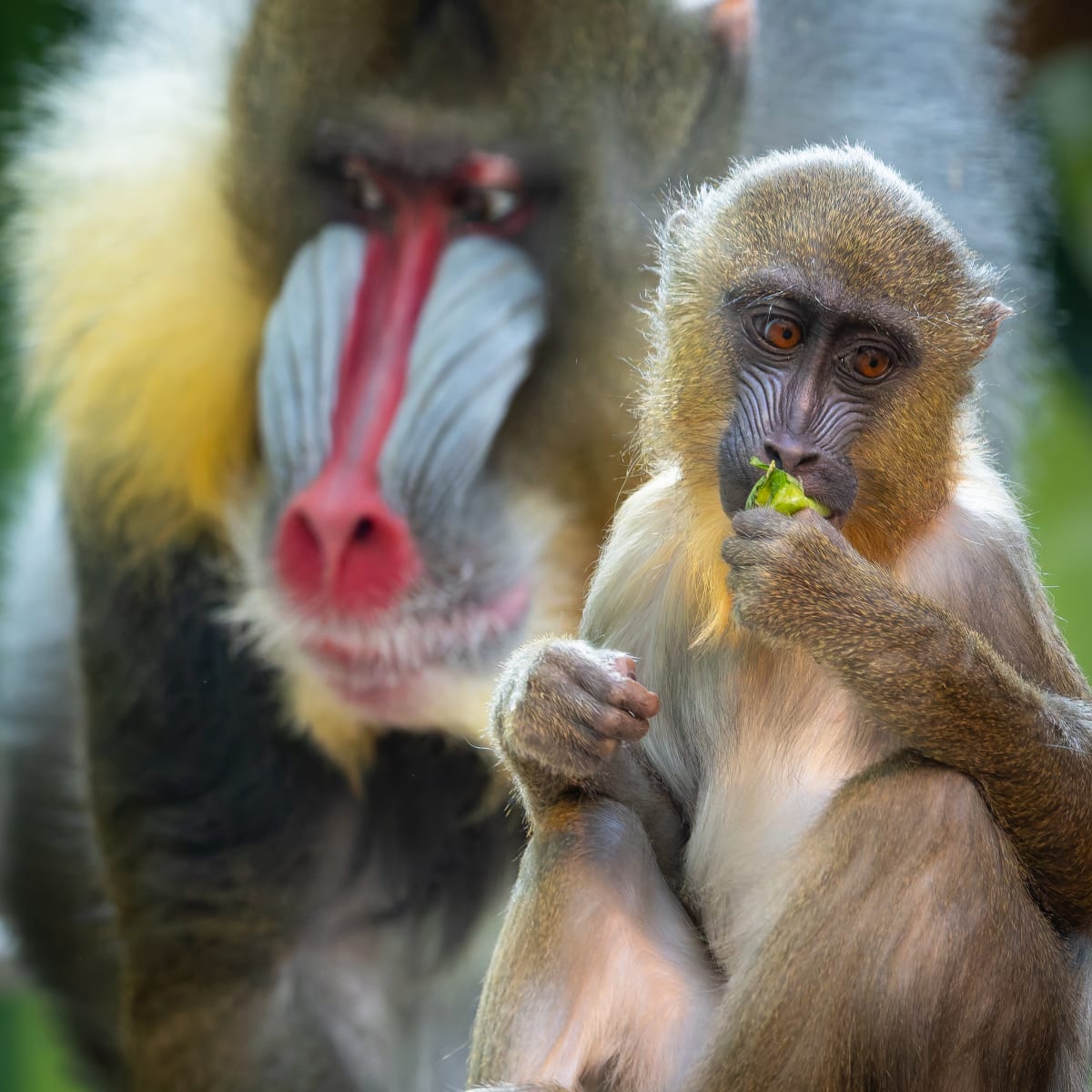 Parc animalier - Zoo de Granby