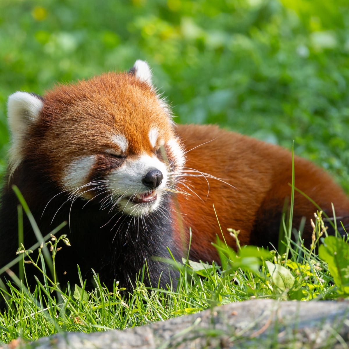 Petit panda au Zoo de Granby.