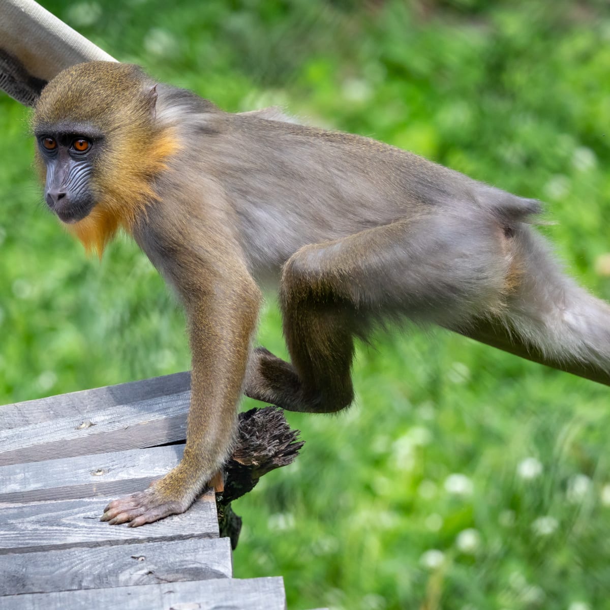 Macaque au Zoo de Granby.