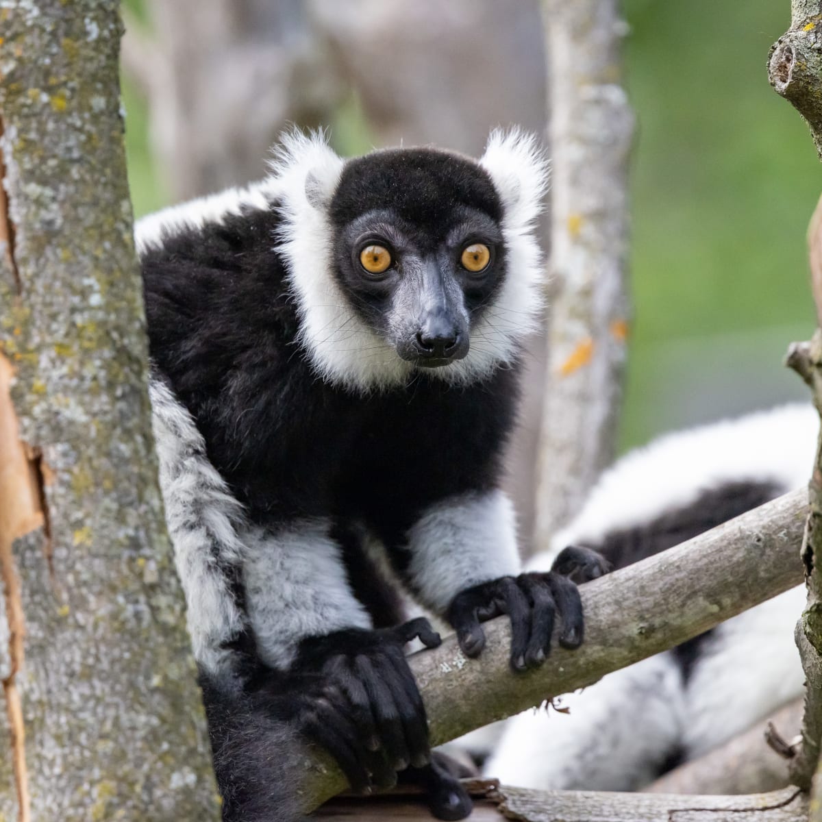 Lemur au Zoo de Granby.