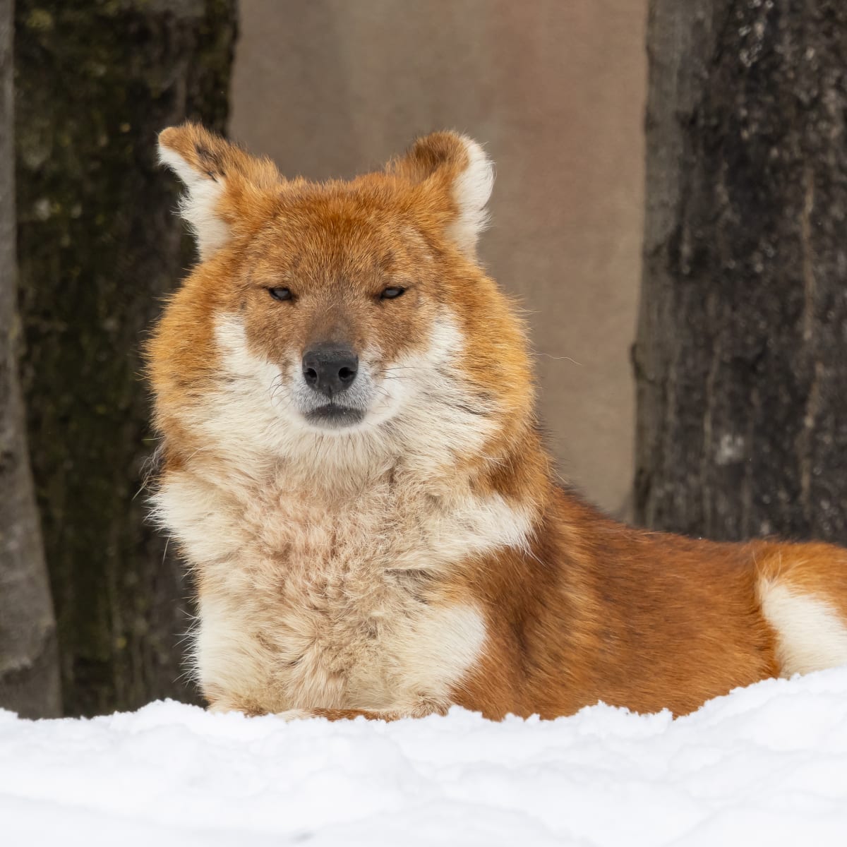Dhole au Zoo de Granby.