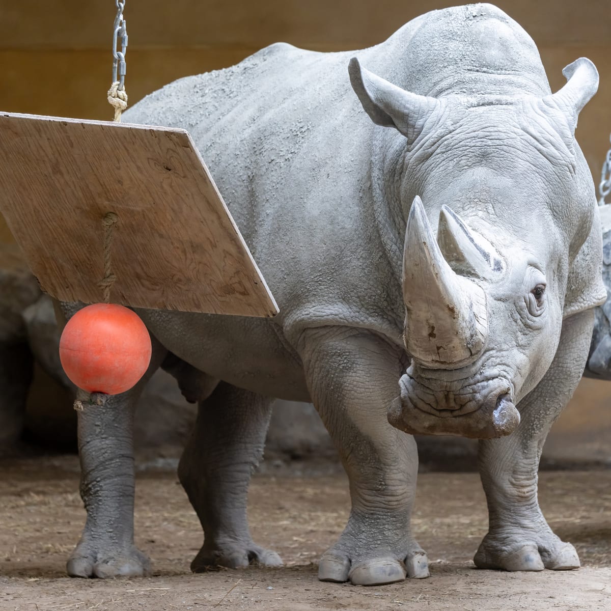 Rhinoceros au Zoo de Granby.