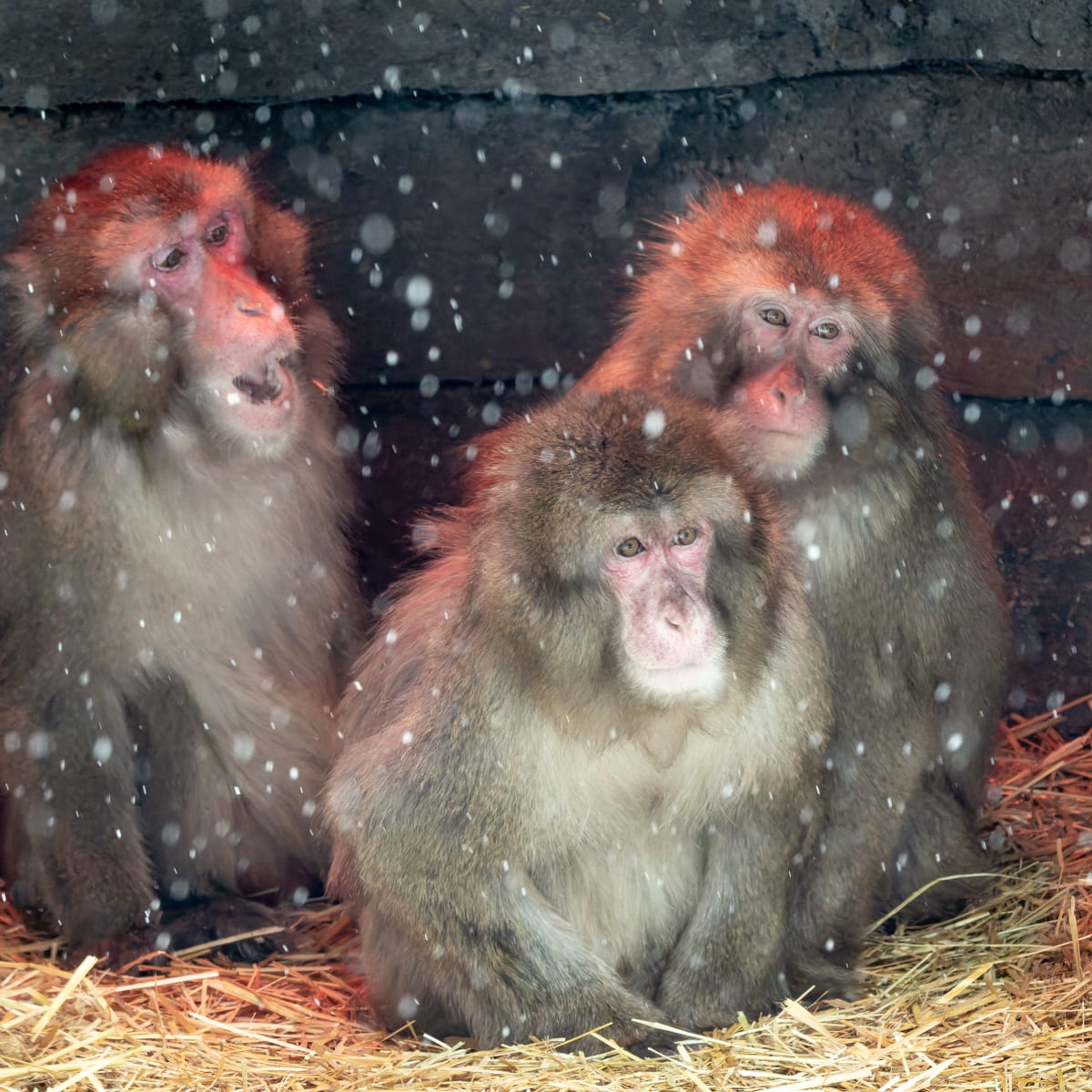 Macaques au Zoo de Granby.