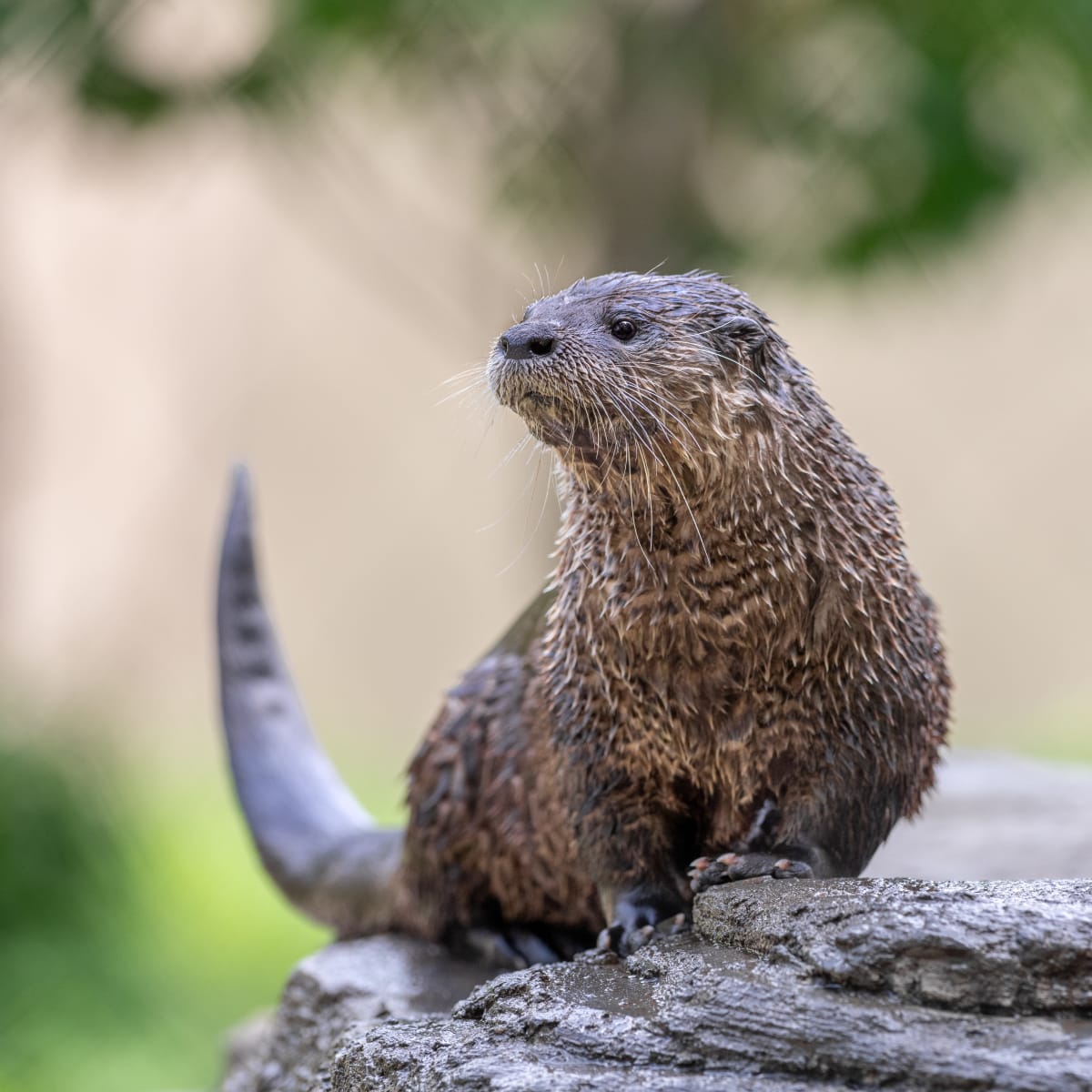Loutre Taj au Zoo Ecomuseum.