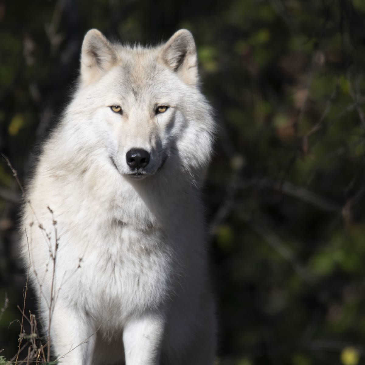 Loup au Zoo Ecomuseum.