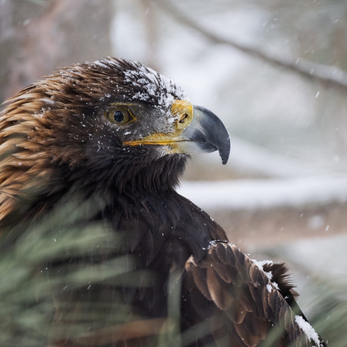 Aigle au Zoo Ecomuseum