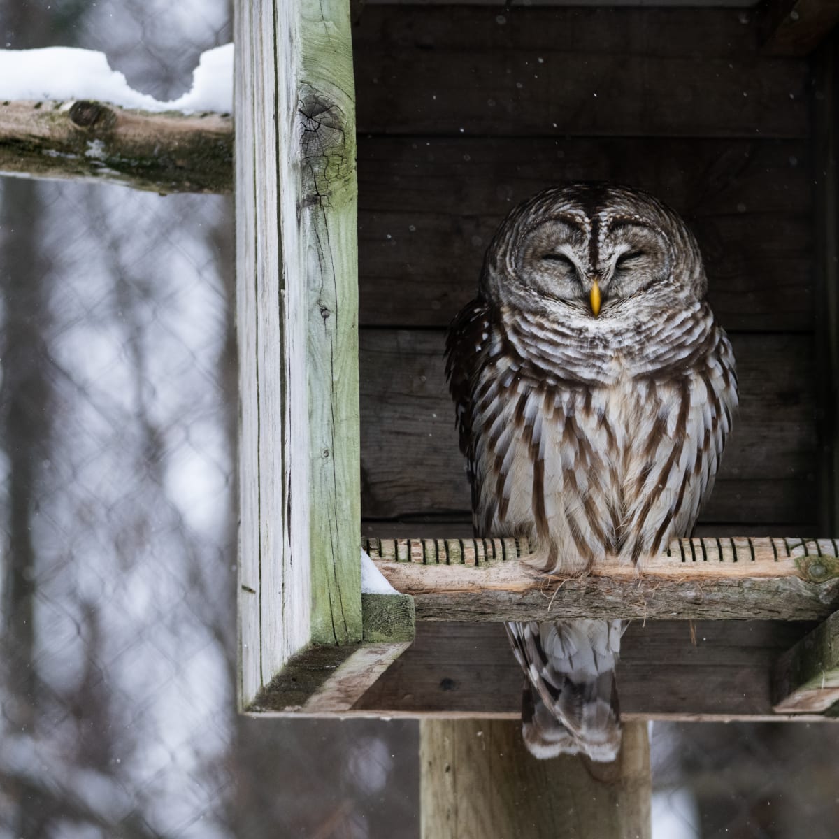Hibou au Zoo Ecomuseum.