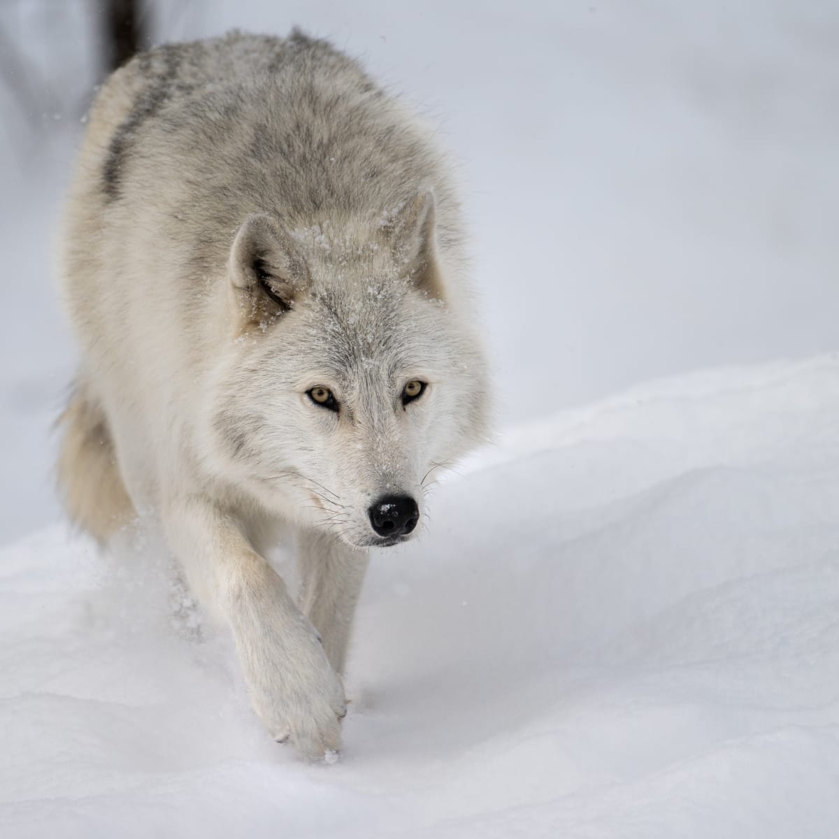 Akela au Zoo Ecomuseum.