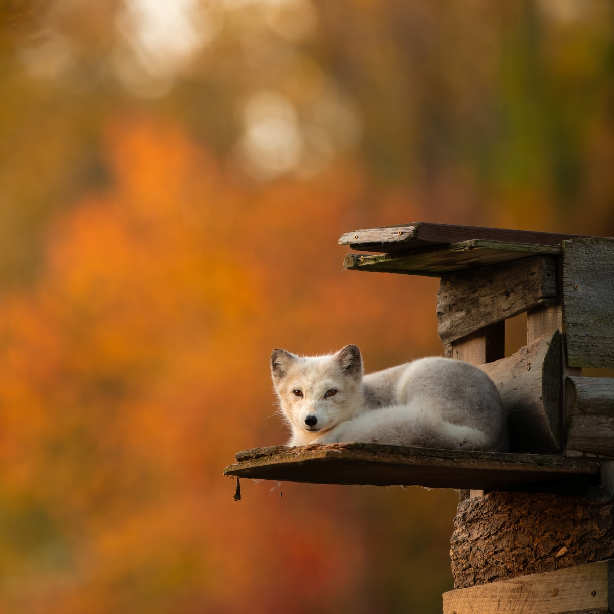 Renard au Zoo Ecomuseum l'automne.