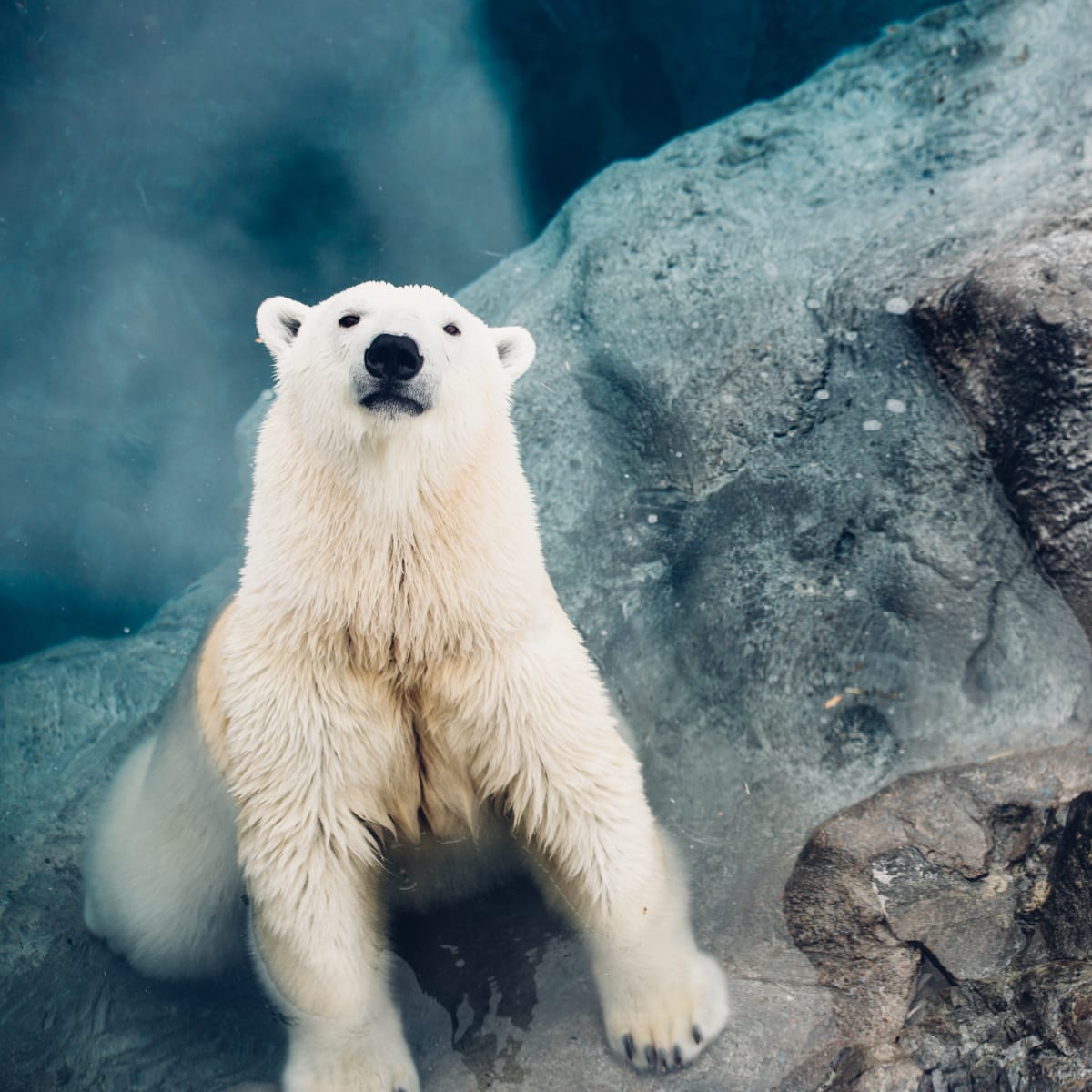 Polar bear at the Zoo sauvage de Saint-Félicien.