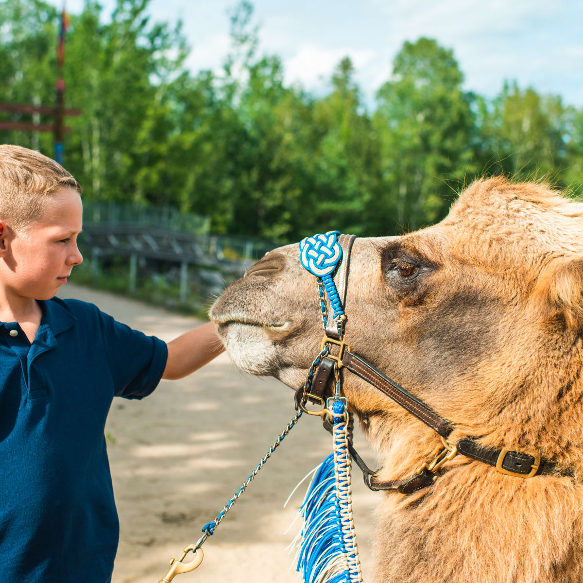 Kids petting a camel.