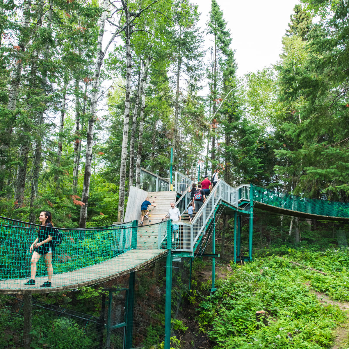 Bridge between trees.