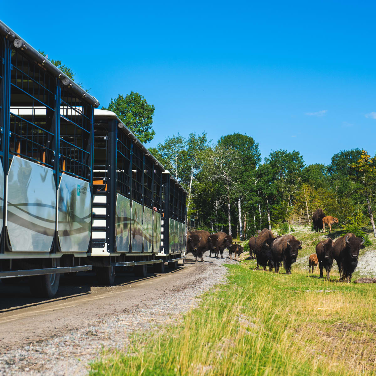 Train passing through the bison enclosure.