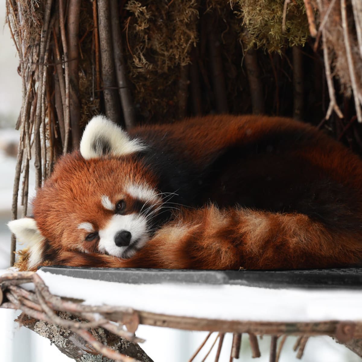 Red pandas at the zoo.