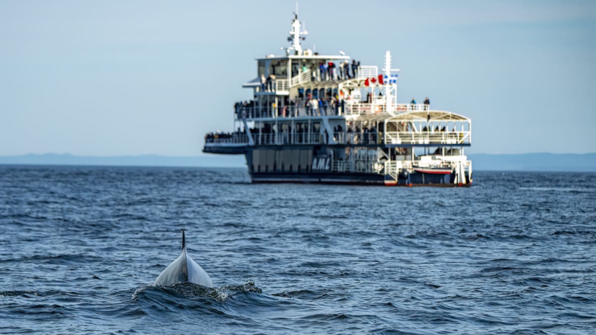 Cruise ship next to a whale's tail.