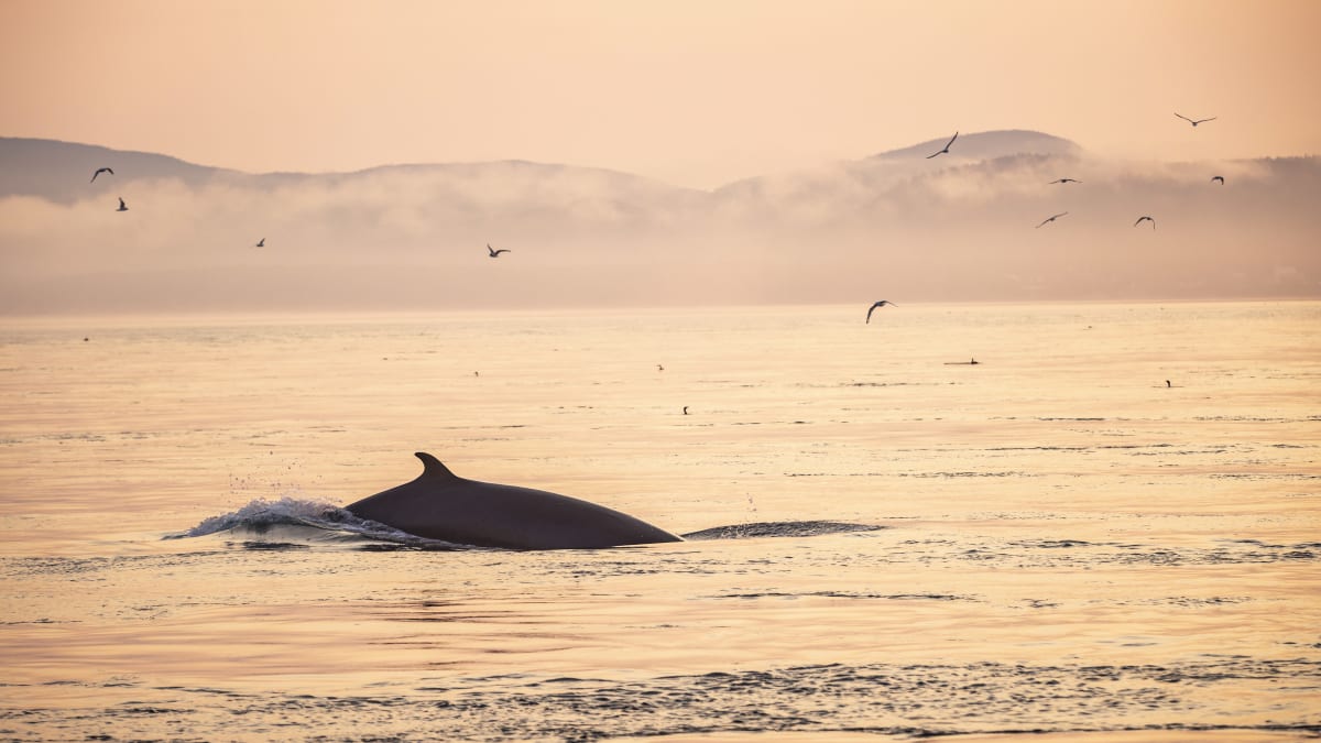 Baleine qui sort de l'eau