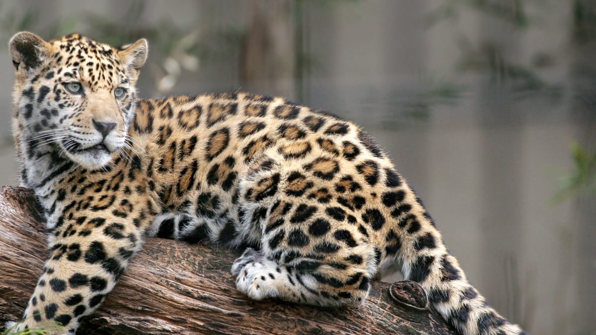 Baby leopard on a branch