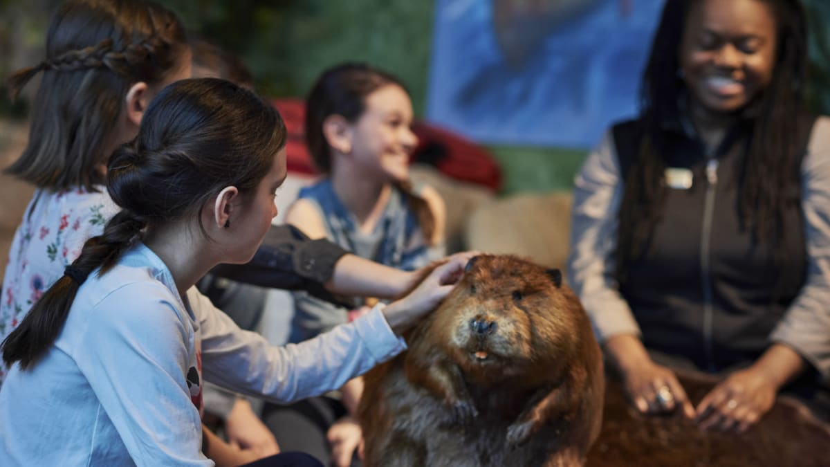 Enfants et guide de musée autour d'un castor empaillé.