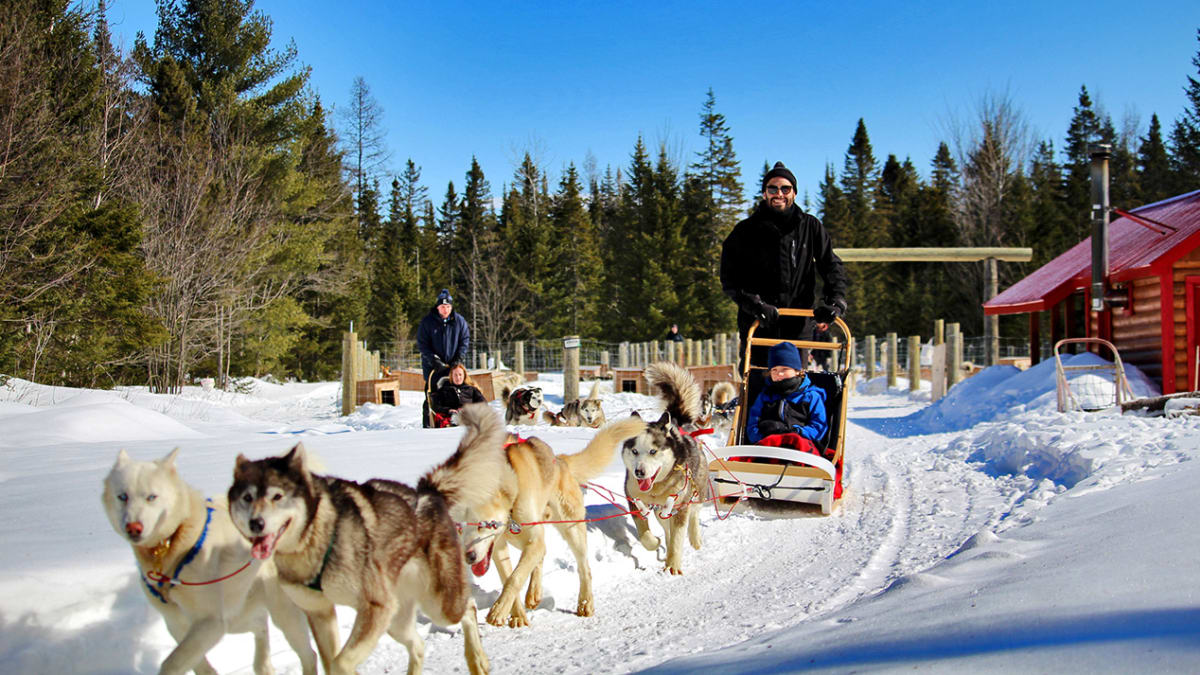 Two groups of sled dogs with mushers and riders.