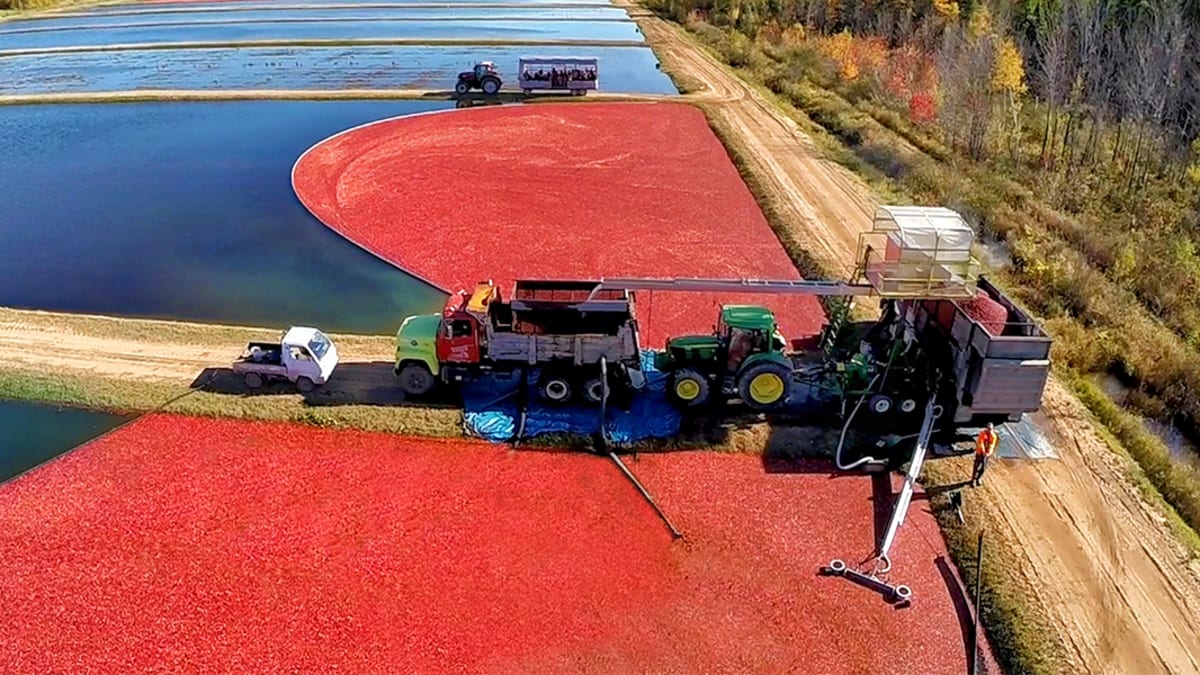 Cranberry bog seen from above with tractors, workers and trucks around.