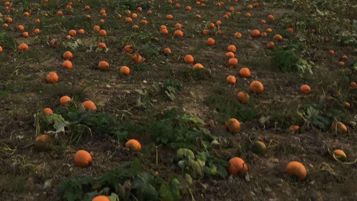 Pumpkin patch.