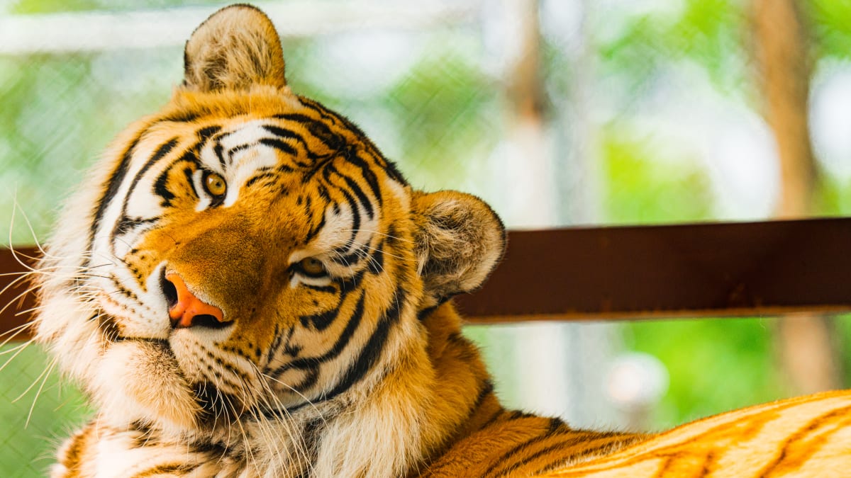 Tiger at the Complexe Atlantide