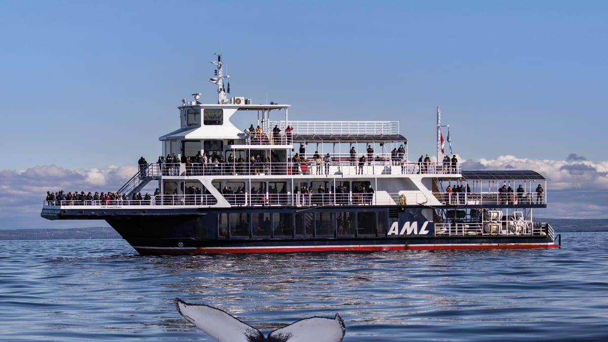 AML Cruise ship and whale tail seen above the water in the forefront.