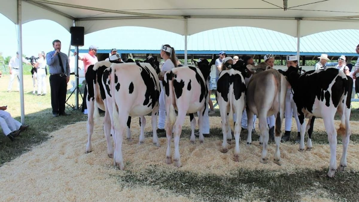 Row of cows at the exposition agricole de Calixa-Lavallée