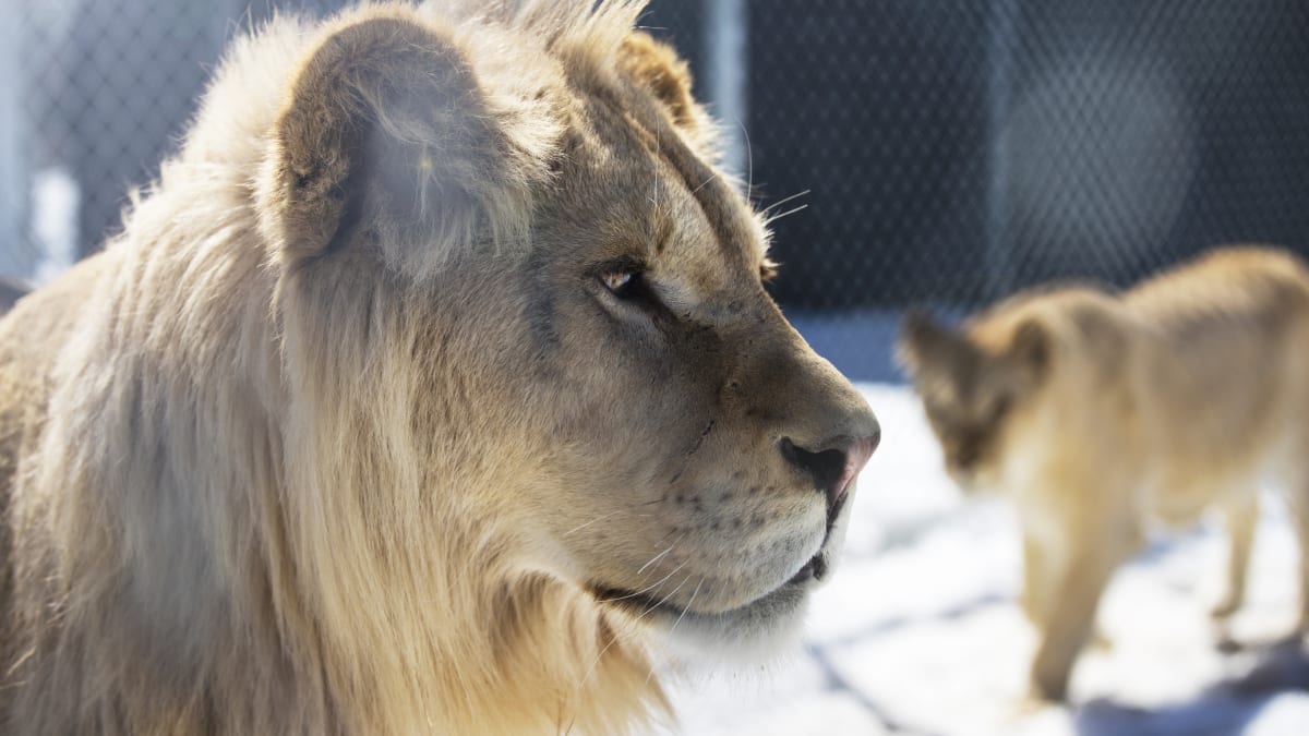 Deux lions au Familizoo