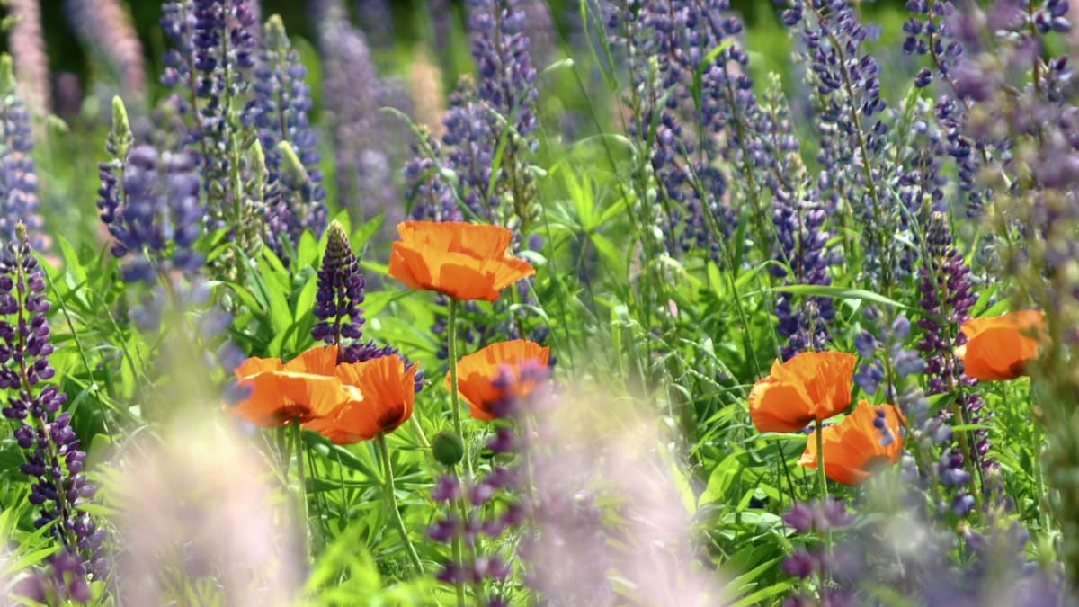 Jardins de Métis