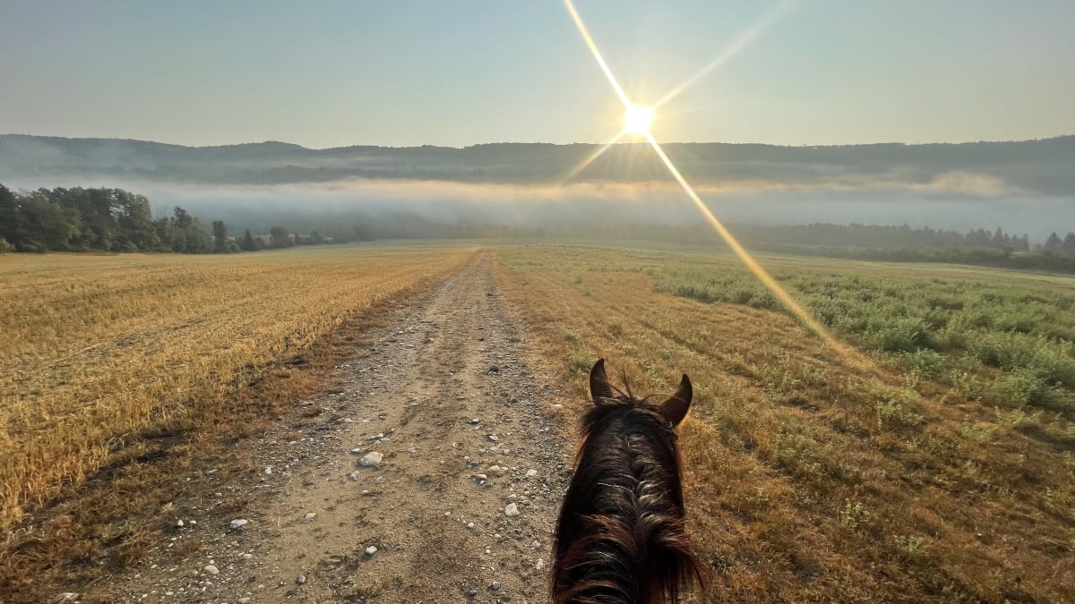 The view is as if you were on horseback; you can see the animal's head, and in the distance, the sun is trying to pierce the mist.