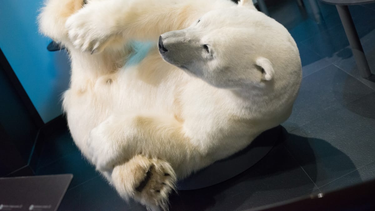 Taxidermied polar bear from the AlterAnima exhibit at the Sherbrooke Museum of Nature and Science.