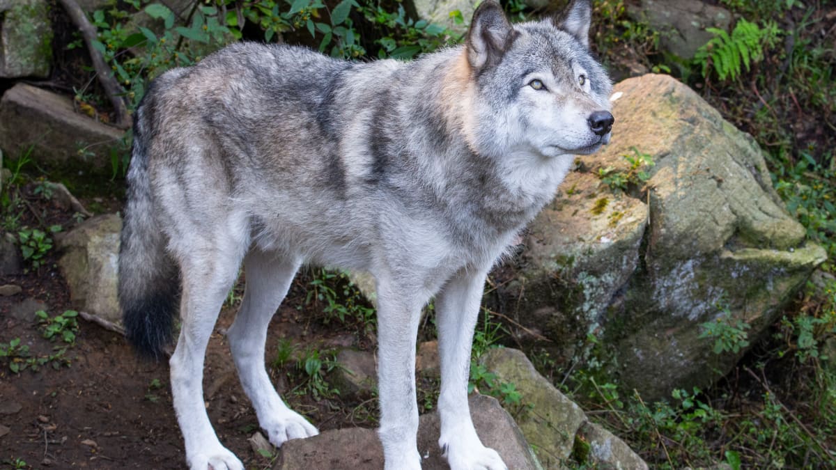 Grey wolf at the Parc Oméga