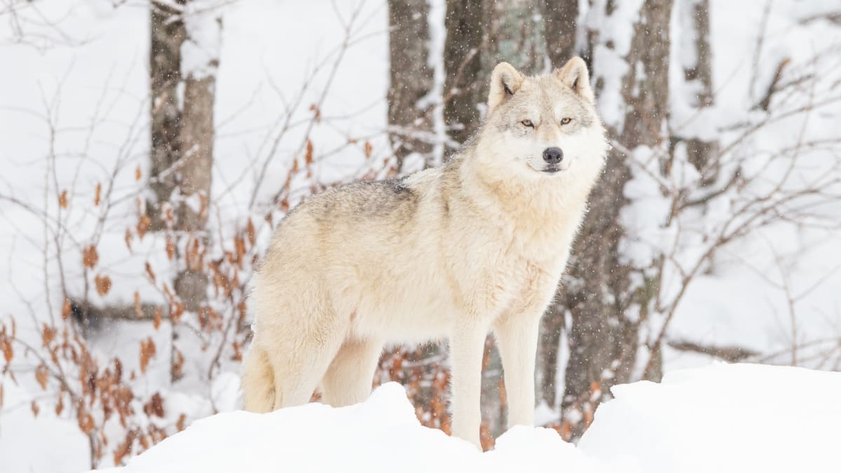 Arctic wolf in the snow at Parc Omega.