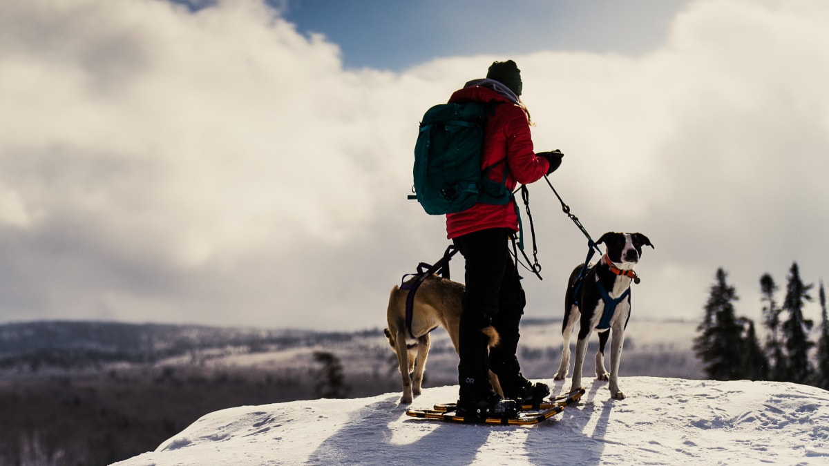 Randonneur et deux chiens en haut d'une montagne.