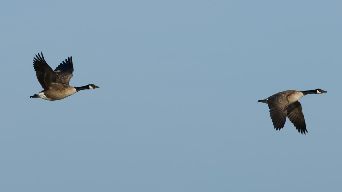 Two geese in the sky.