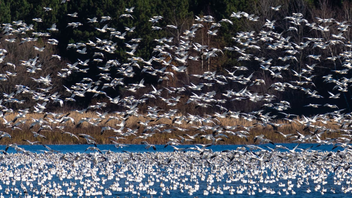 Thousands of snow geese in the sky in Victoriaville.