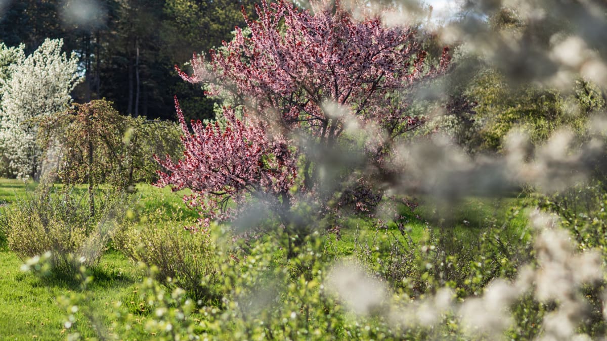 Flowering trees in a garden.