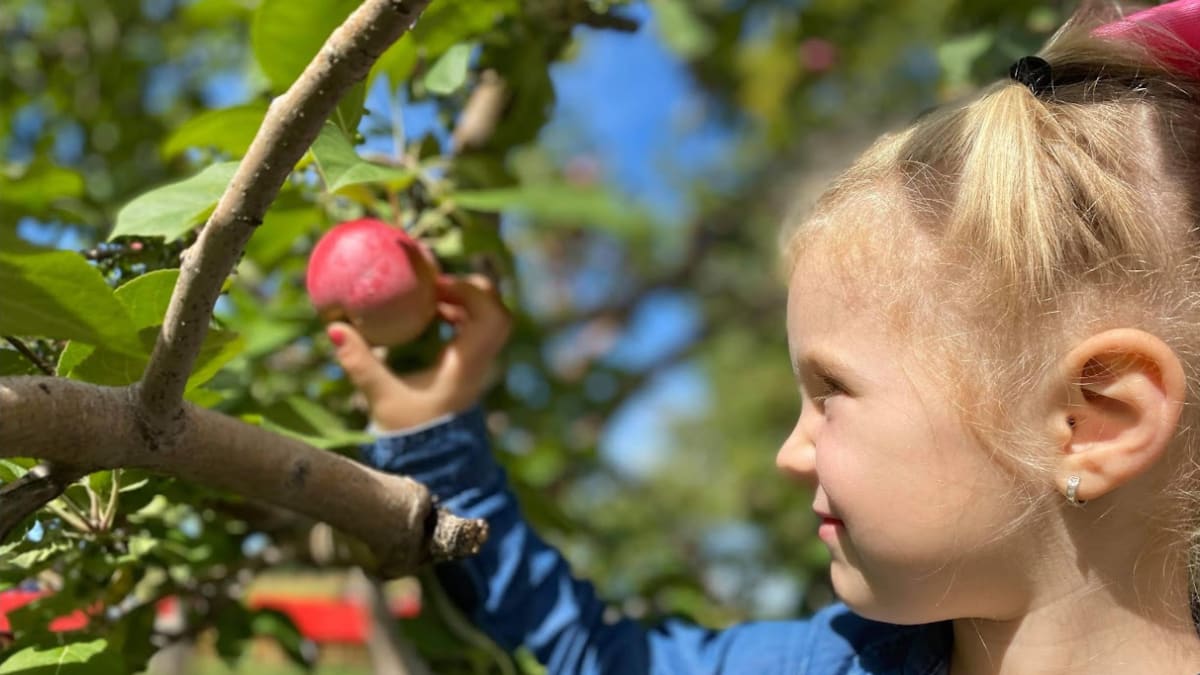Little girl picking an apple in an orchard.