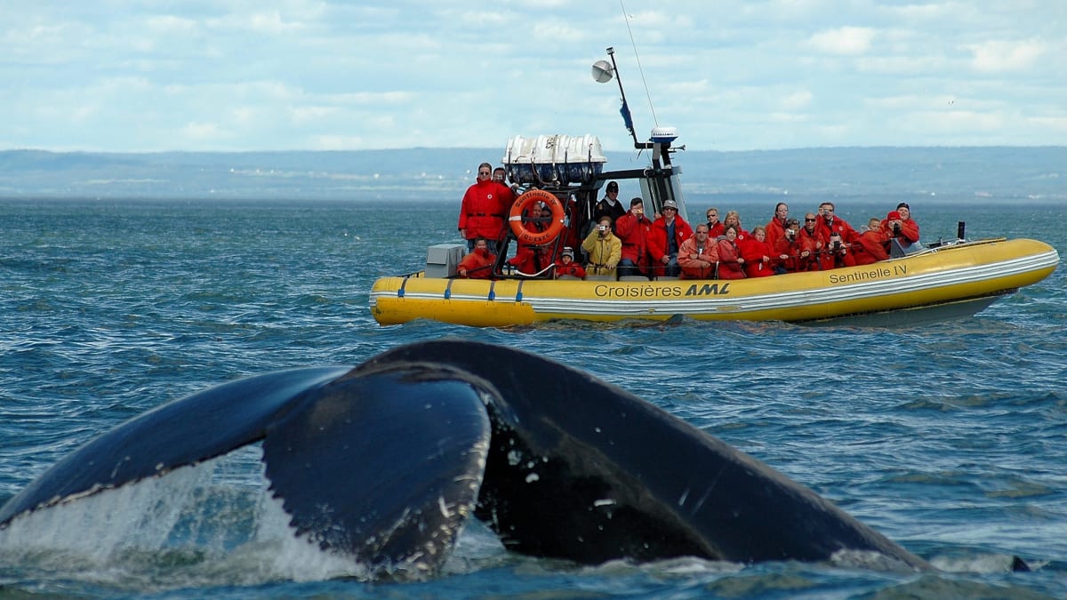 Zodiac full of passengers watching a whale's tail emerge from the water.