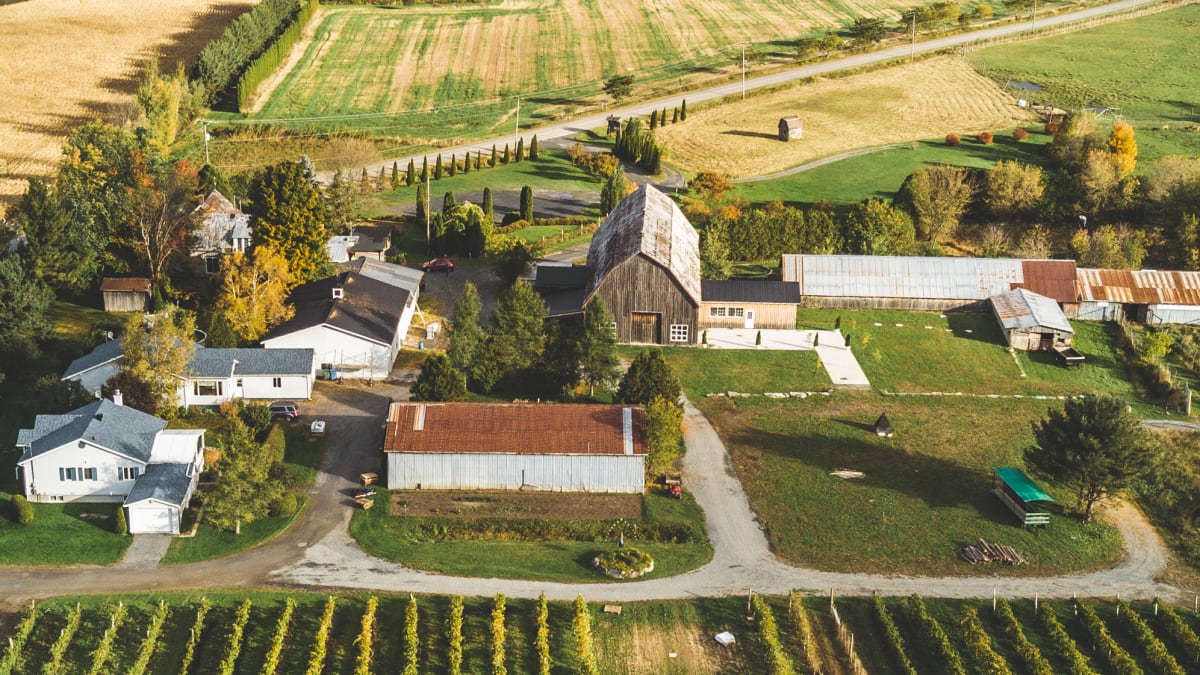 Champs de raisin, paysage rural et vignoble.