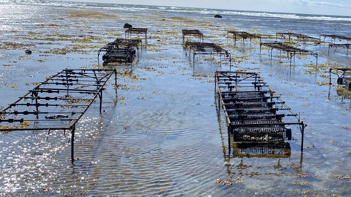 The Ferme Manowin oyster farm.