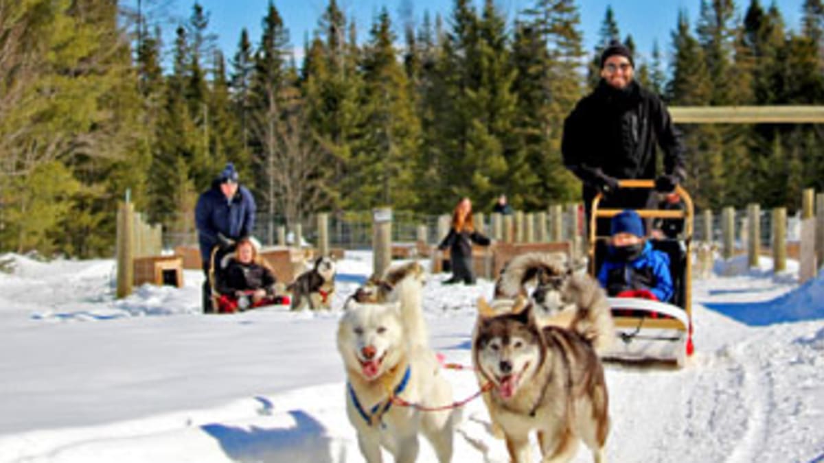 Dogsledding excursion