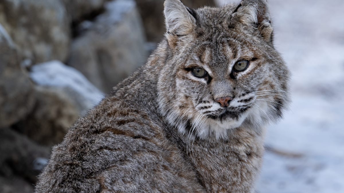 Bobcat in the snow.