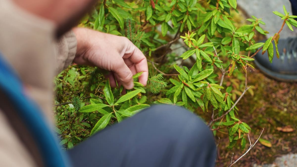 Man picking fruit in a bush.