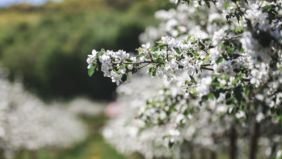Pommiers en fleur au printemps dans le Haut-Richelieu.