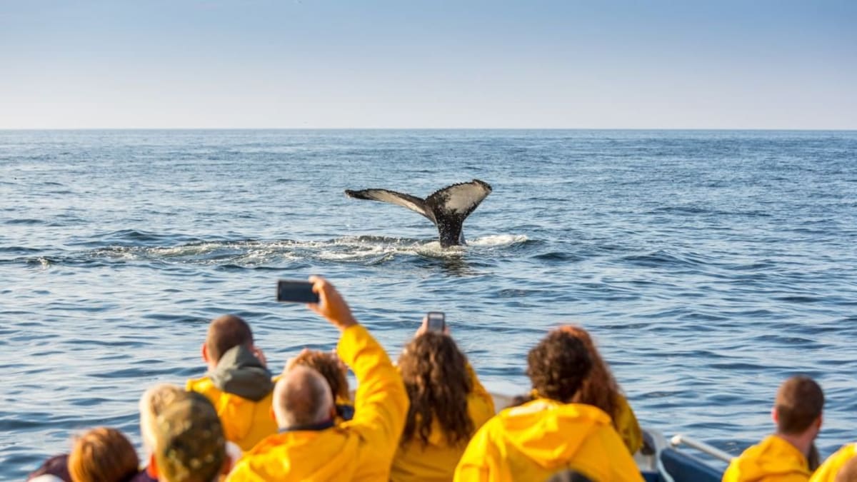 Observations des baleines
