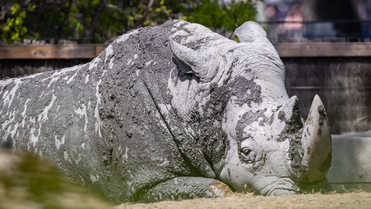 Rhino - Zoo de Granby