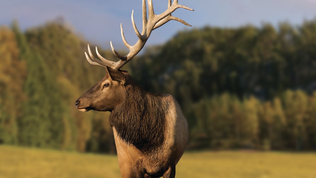 Deer at Parc Oméga in the fall.