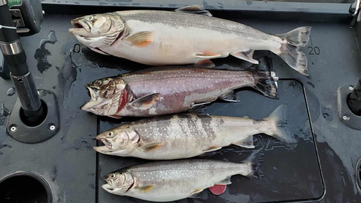 A line of caught fish.